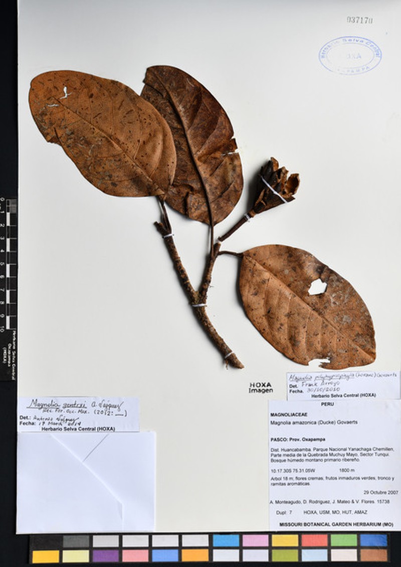 Magnolia gentryi photo 7