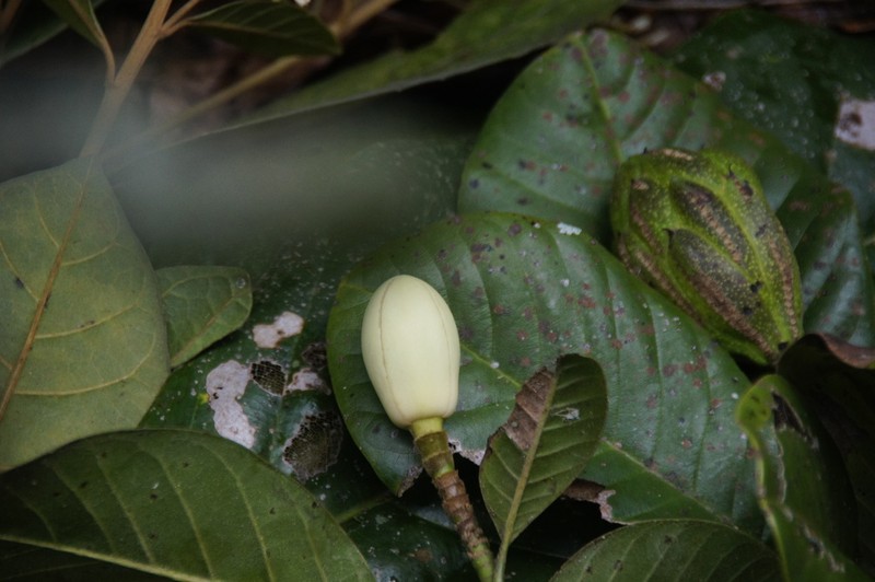 Magnolia georgii