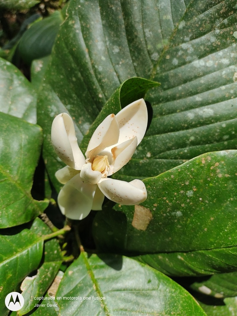 Magnolia georgii photo 3