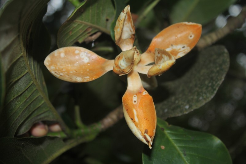 Magnolia georgii photo 5