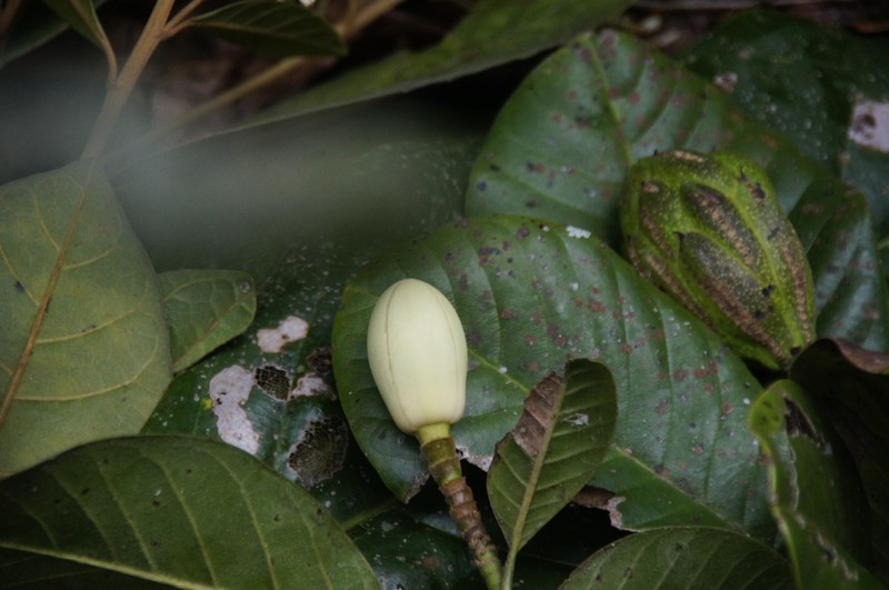 Magnolia georgii photo 6