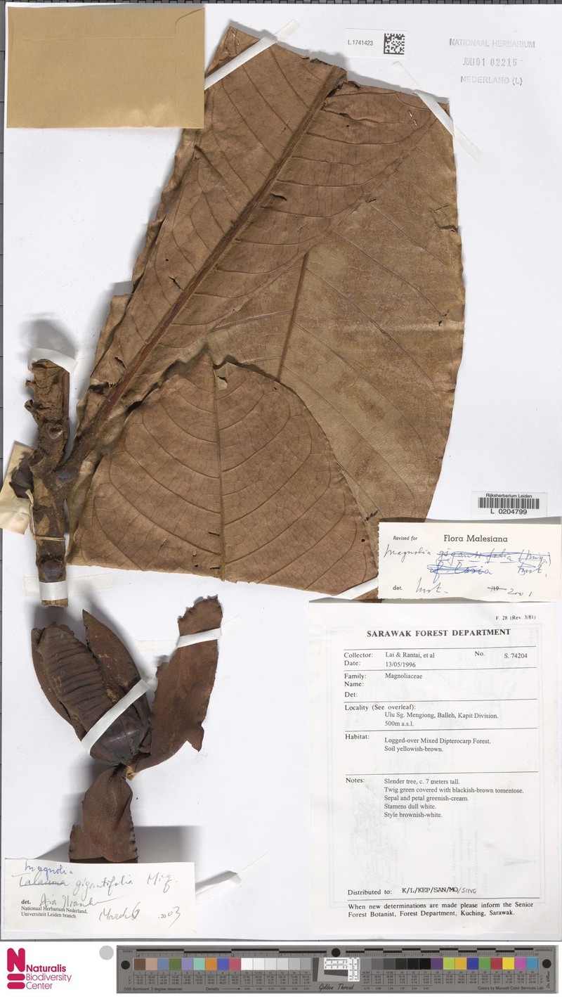 Magnolia gigantifolia photo 2