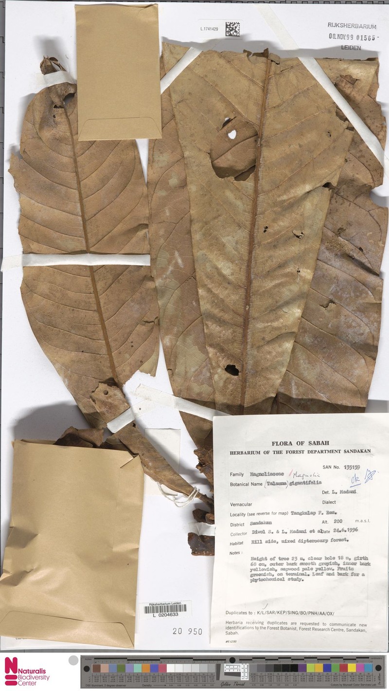 Magnolia gigantifolia photo 3