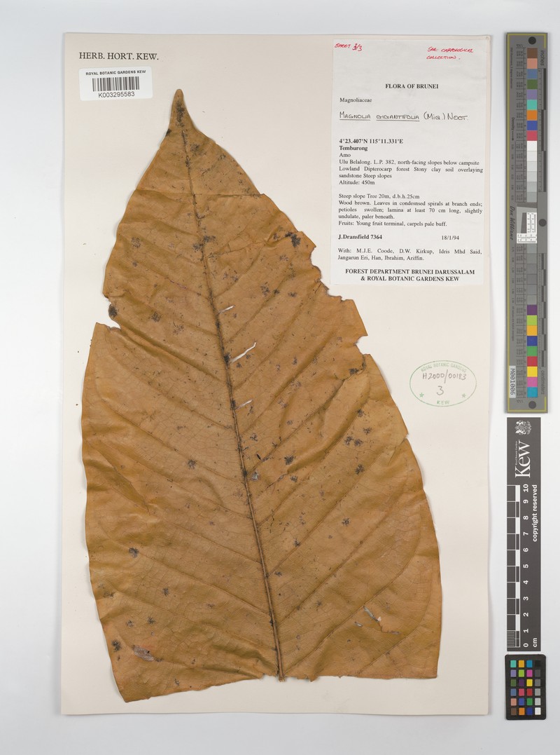 Magnolia gigantifolia photo 6