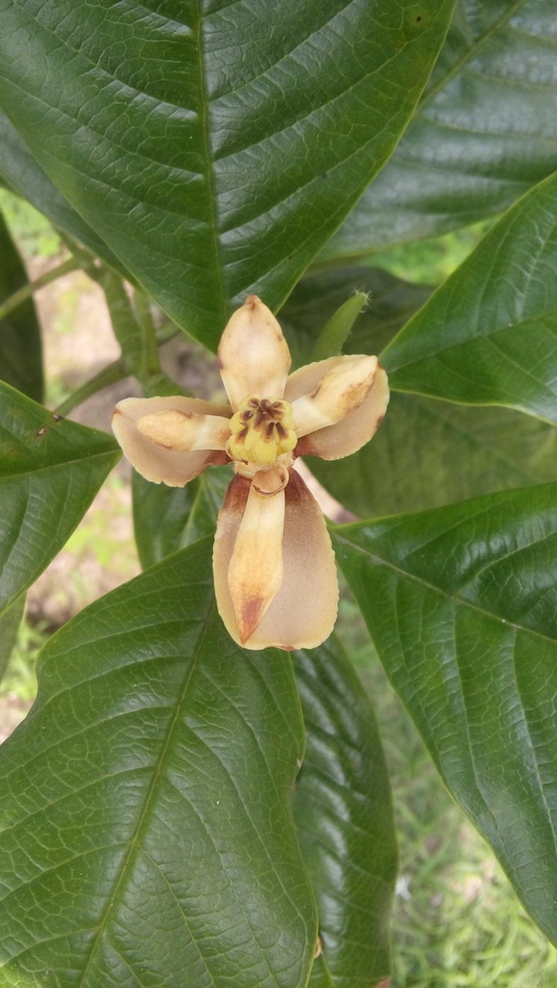 Magnolia gilbertoi photo 3