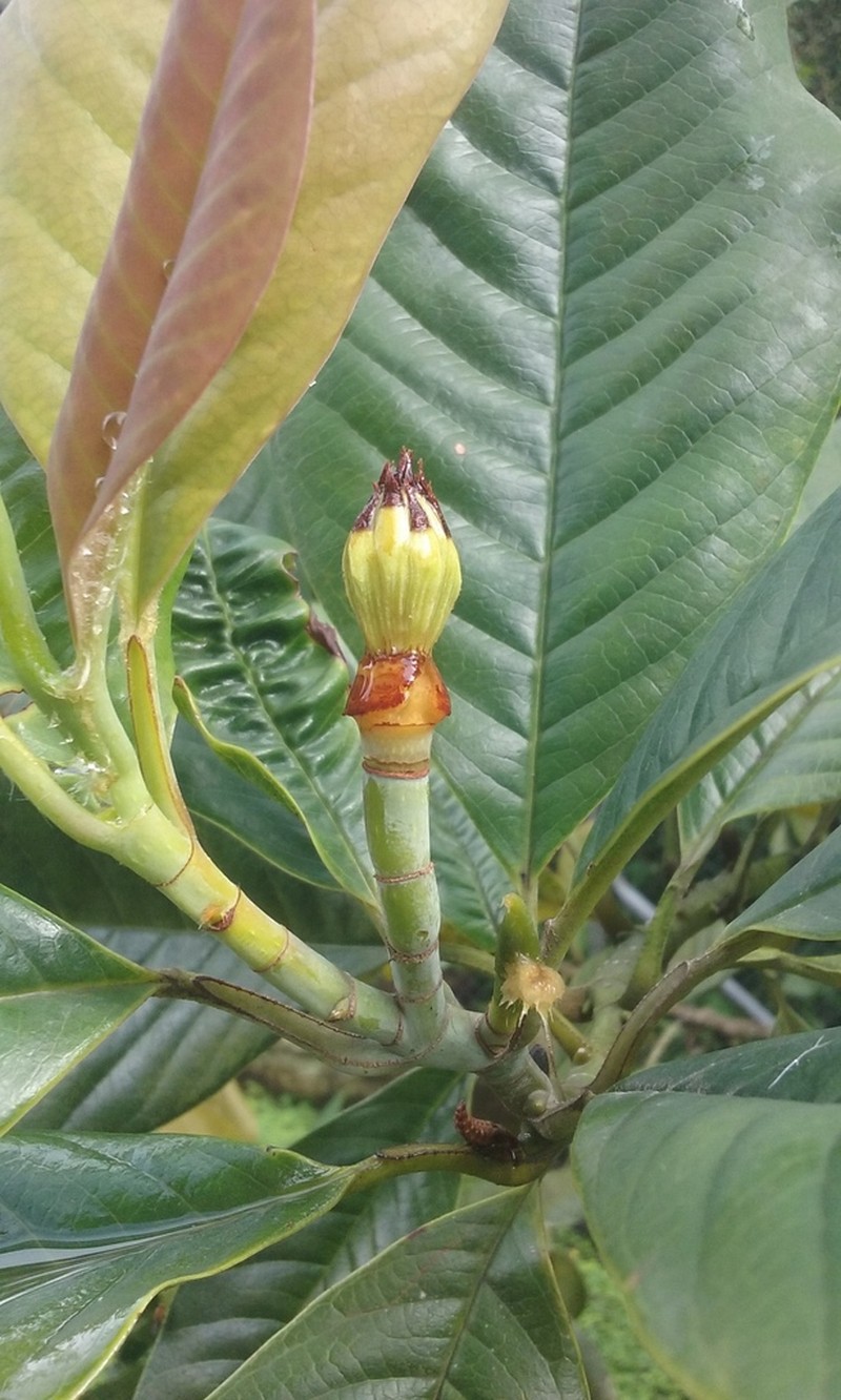 Magnolia gilbertoi photo 4