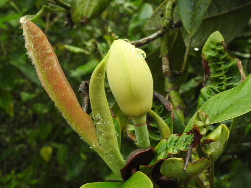 Magnolia gilbertoi photo 5