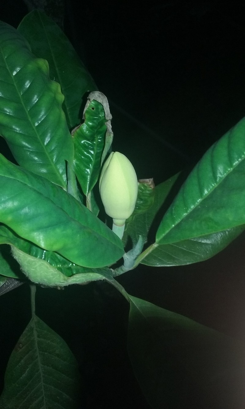 Magnolia gilbertoi photo 6