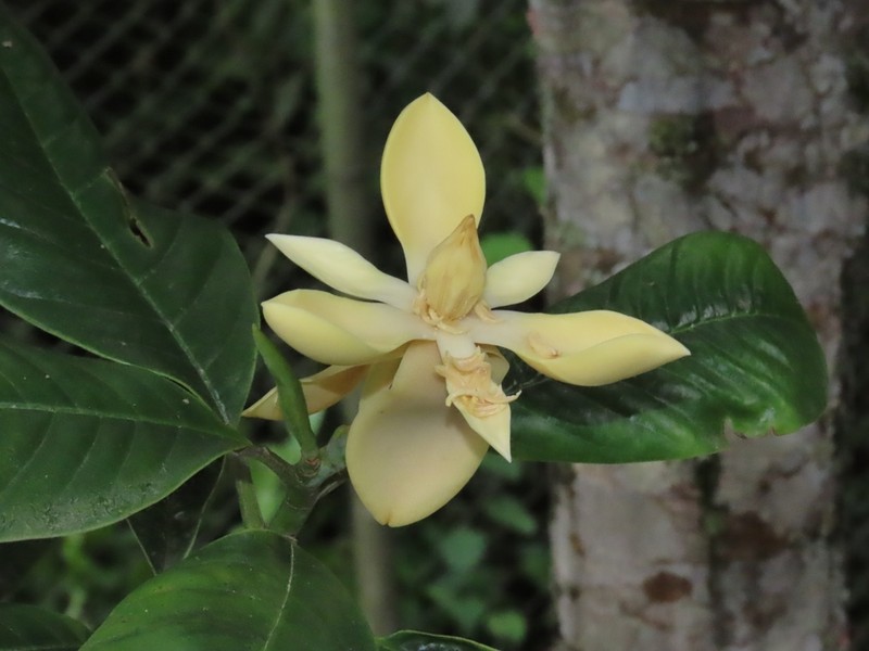 Magnolia gilbertoi photo 7