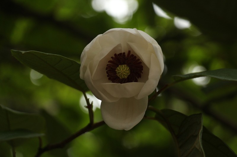 Magnolia globosa