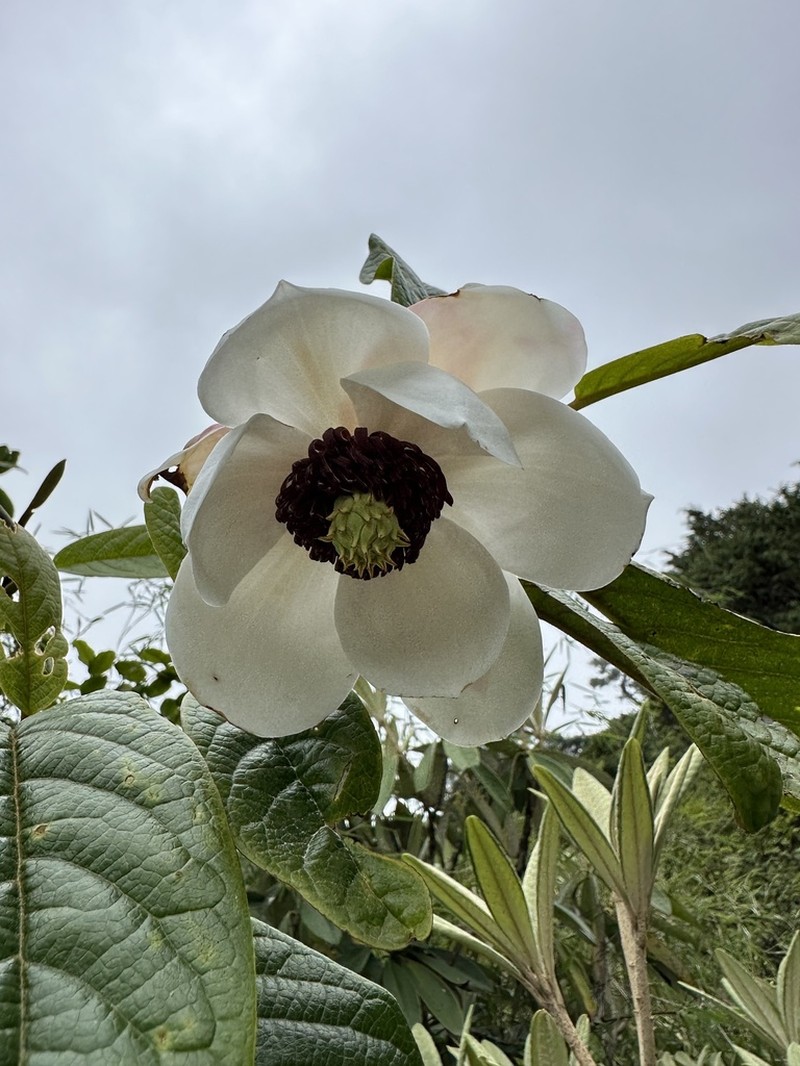 Magnolia globosa photo 2
