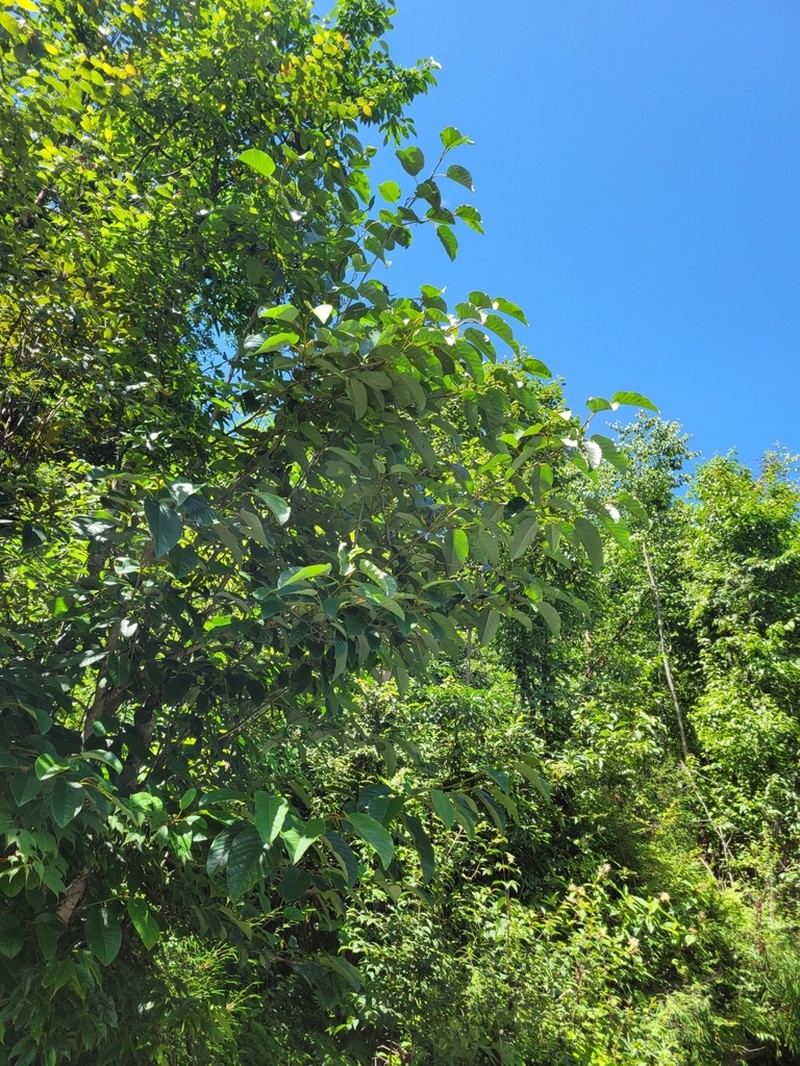 Magnolia globosa photo 5