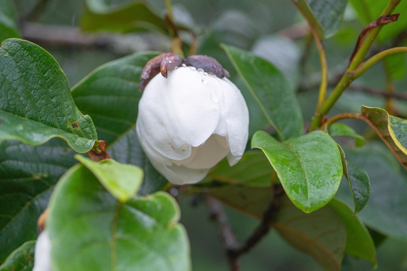 Magnolia globosa photo 6