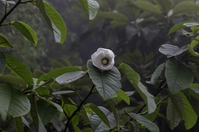 Magnolia globosa photo 7