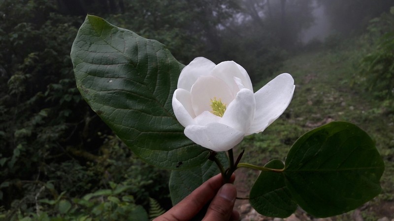 Magnolia globosa photo 8