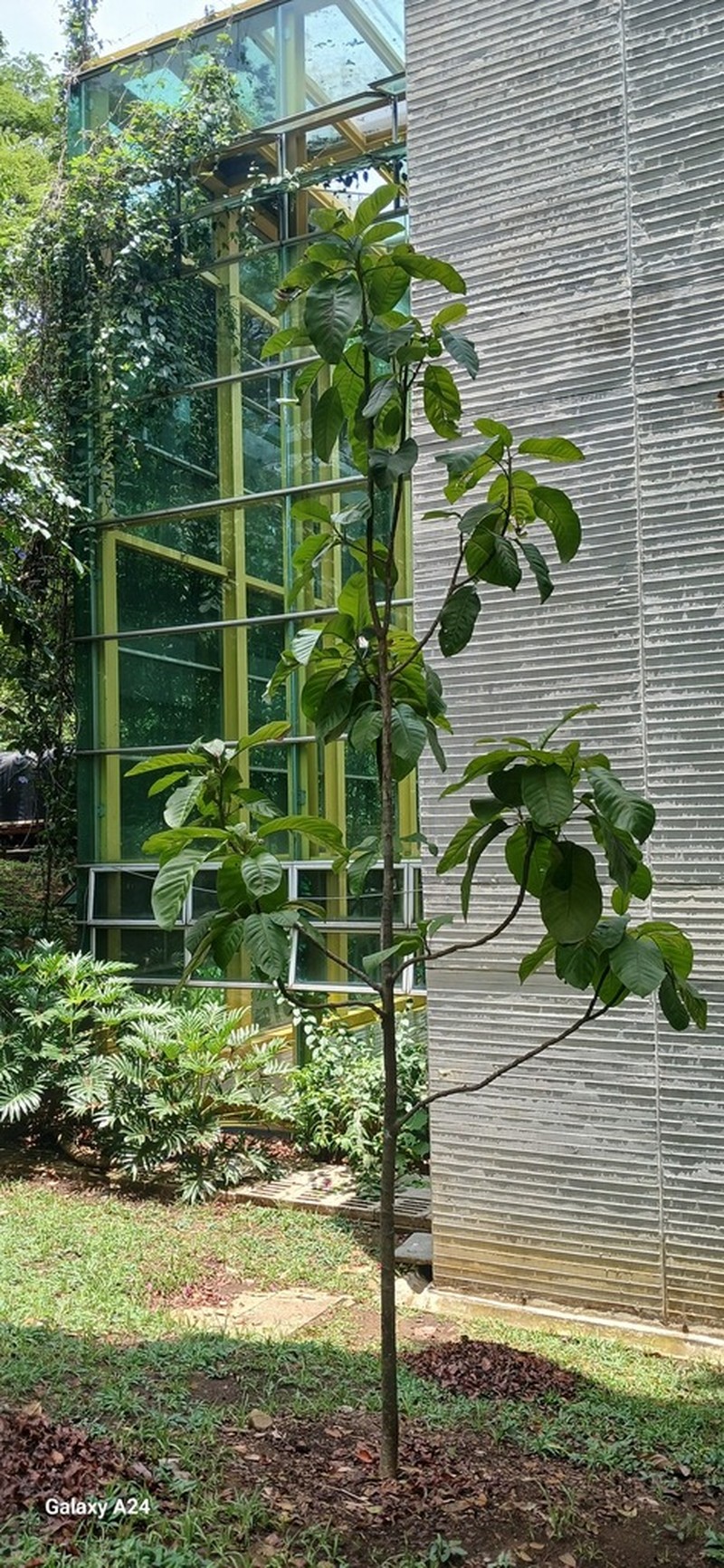 Magnolia gloriensis photo 2