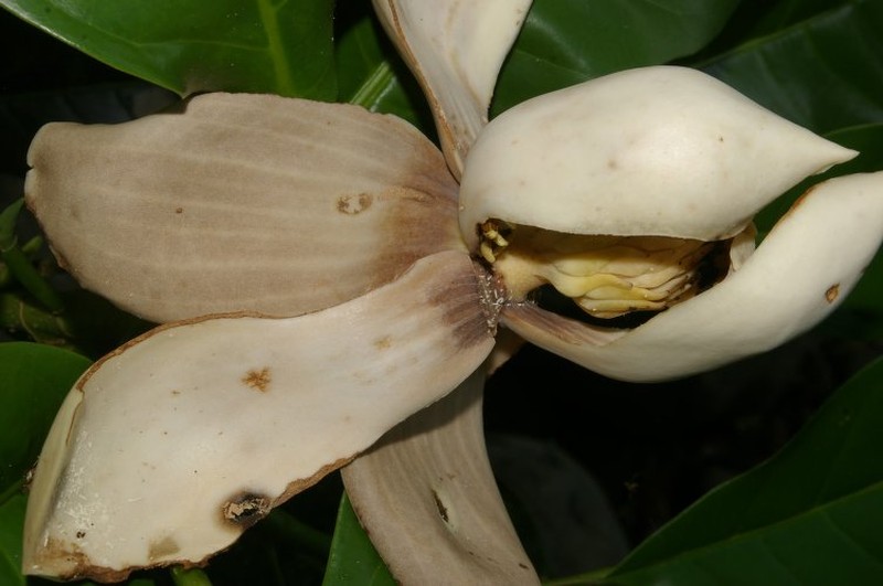 Magnolia gloriensis photo 3