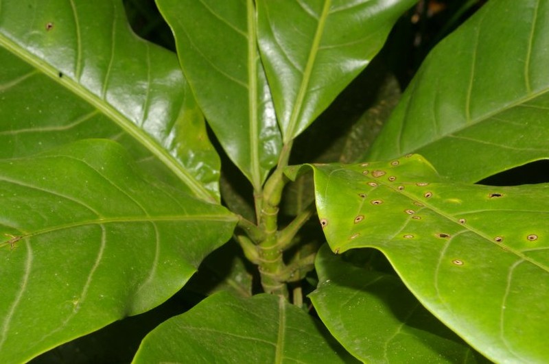 Magnolia gloriensis photo 4