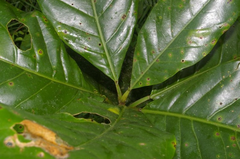 Magnolia gloriensis photo 5