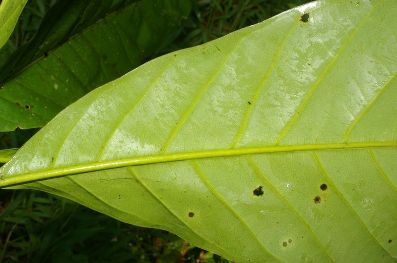 Magnolia gloriensis photo 6