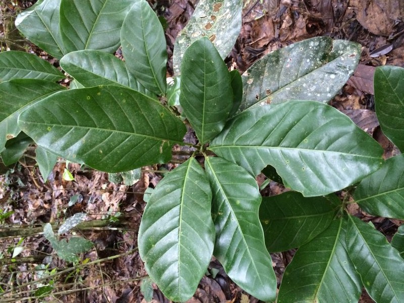 Magnolia gloriensis photo 7