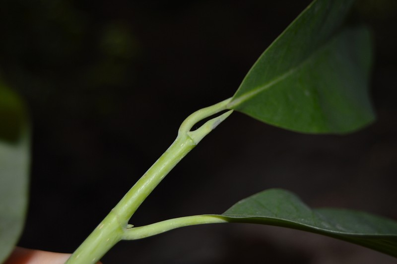 Magnolia granbarrancae photo 2
