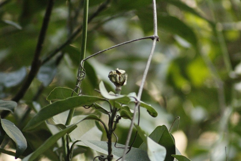 Magnolia granbarrancae photo 3