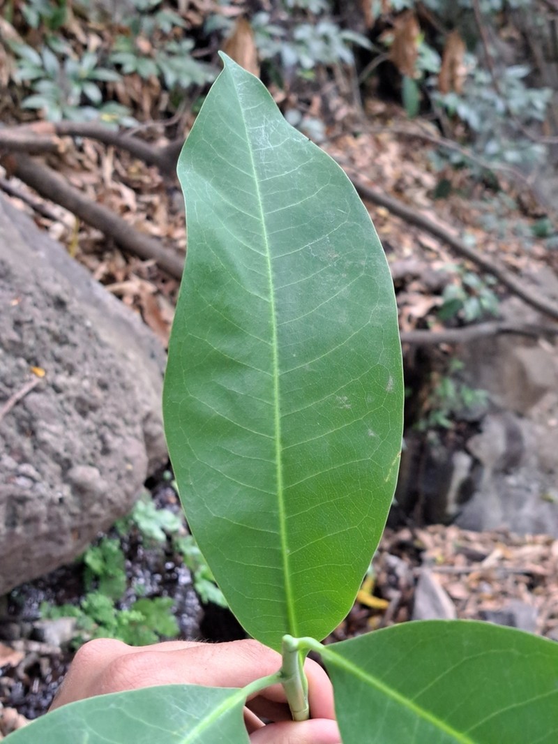Magnolia granbarrancae photo 4