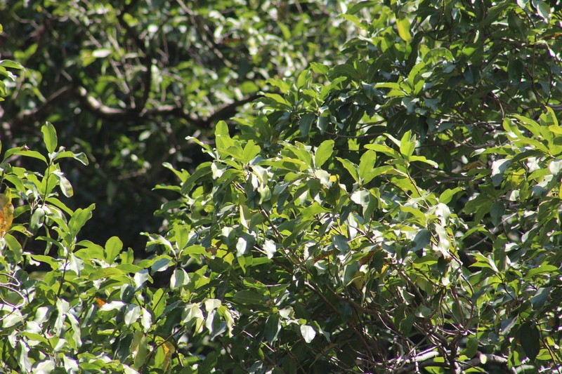 Magnolia granbarrancae