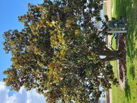 Southern Magnolia