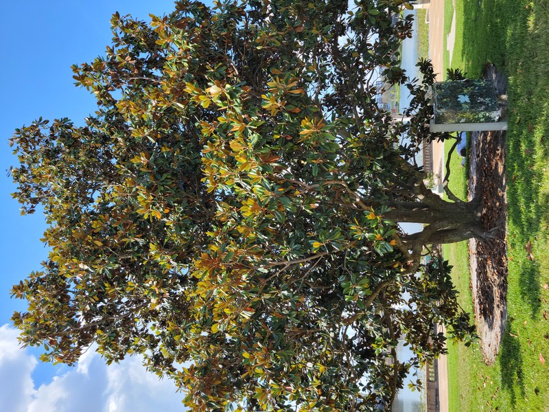 Southern Magnolia photo 2