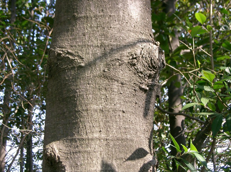 Southern Magnolia photo 3