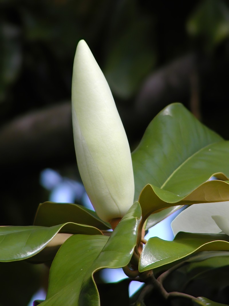 Southern Magnolia photo 6