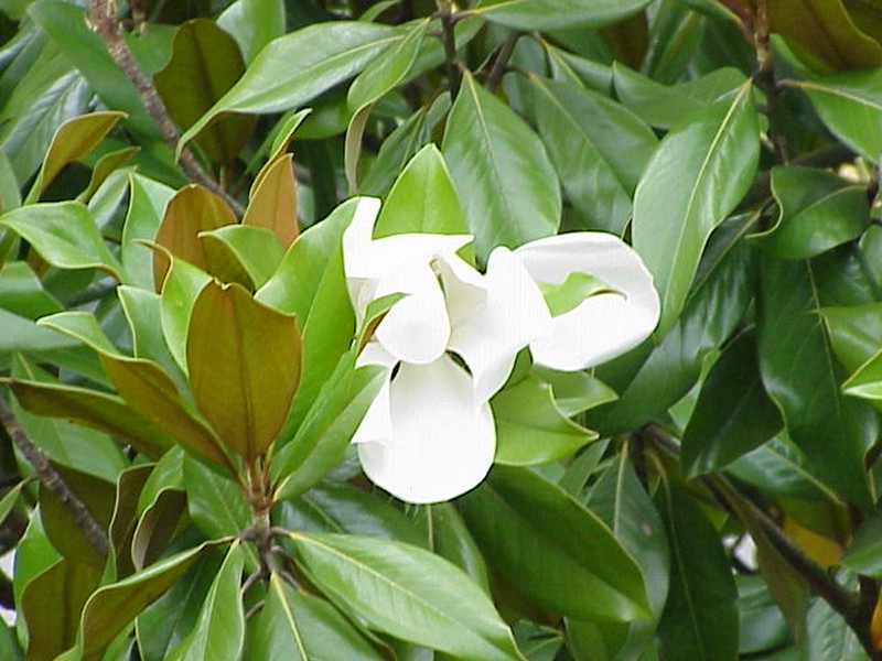Southern Magnolia photo 7