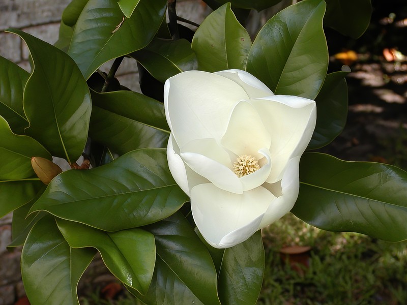 Southern Magnolia photo 8