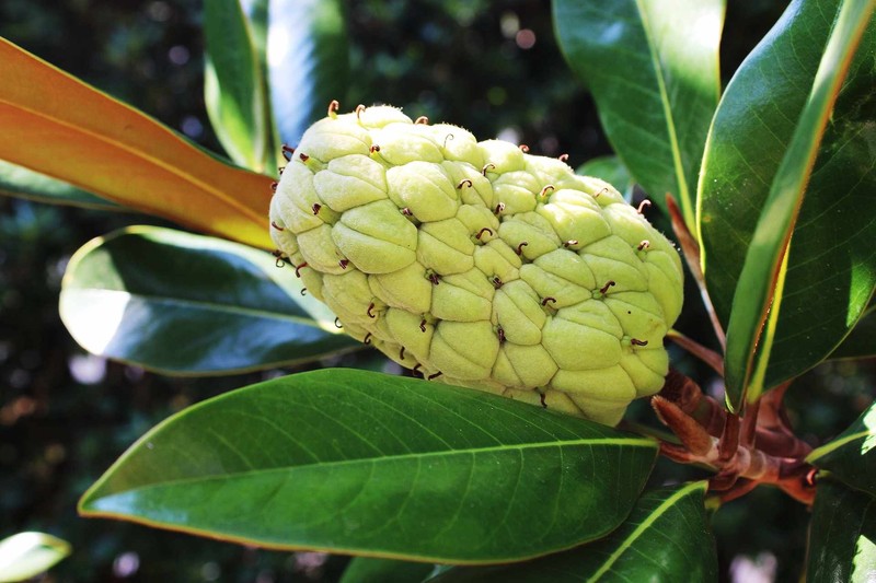 Southern Magnolia photo 6