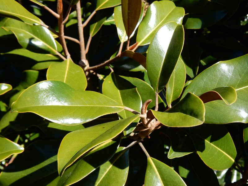 Southern Magnolia photo 7