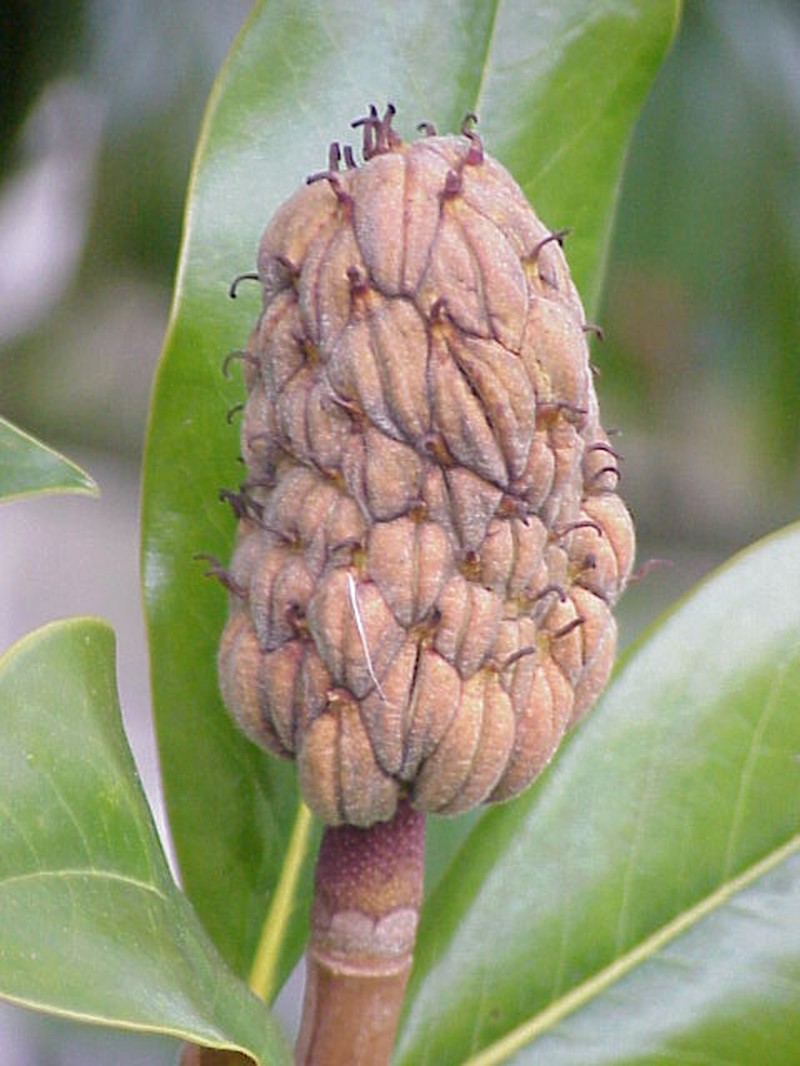 Southern Magnolia photo 8