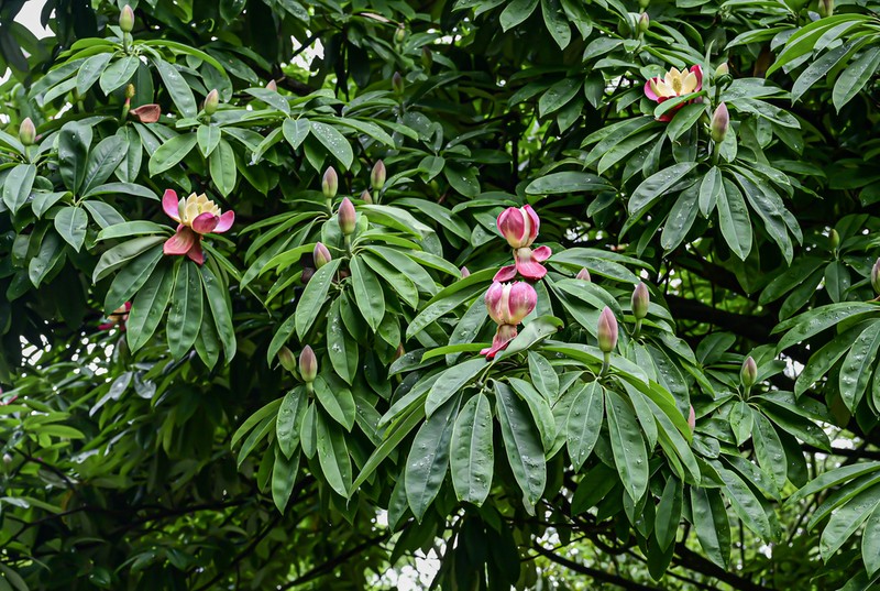 Magnolia grandis photo 3