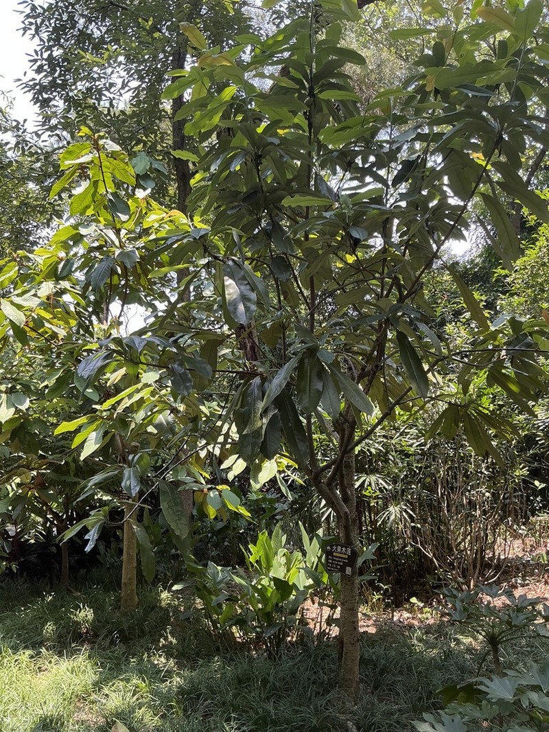 Magnolia grandis photo 4