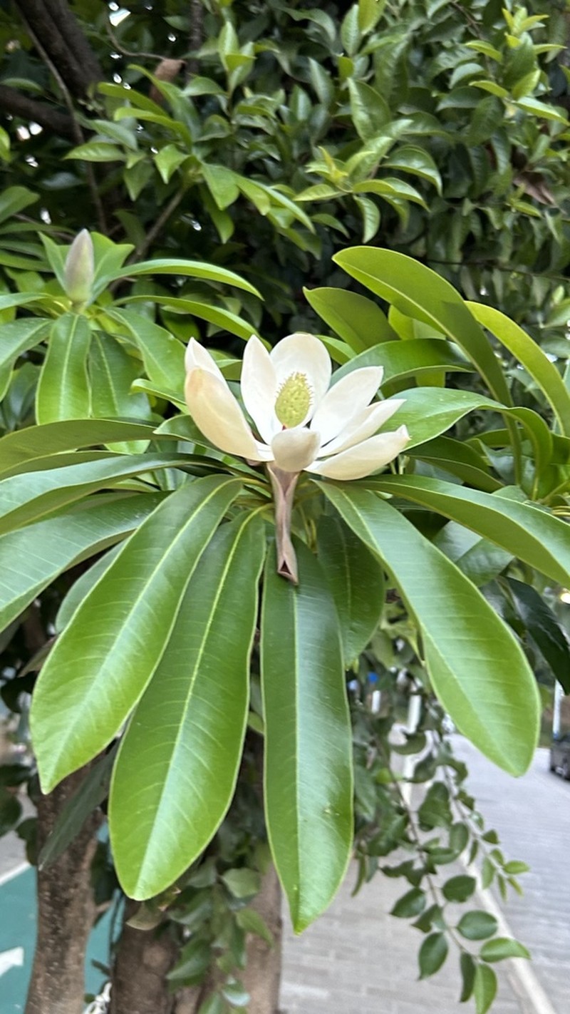 Magnolia grandis photo 5