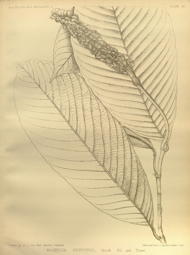 Magnolia griffithii