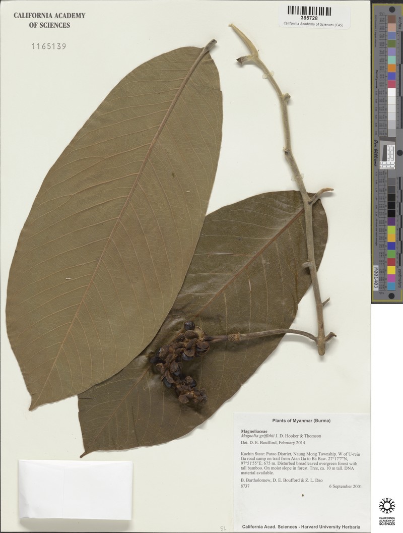 Magnolia griffithii photo 2