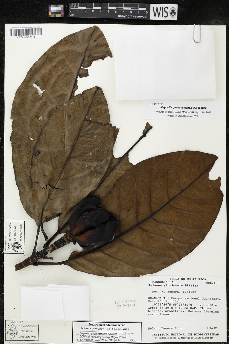 Magnolia guanacastensis