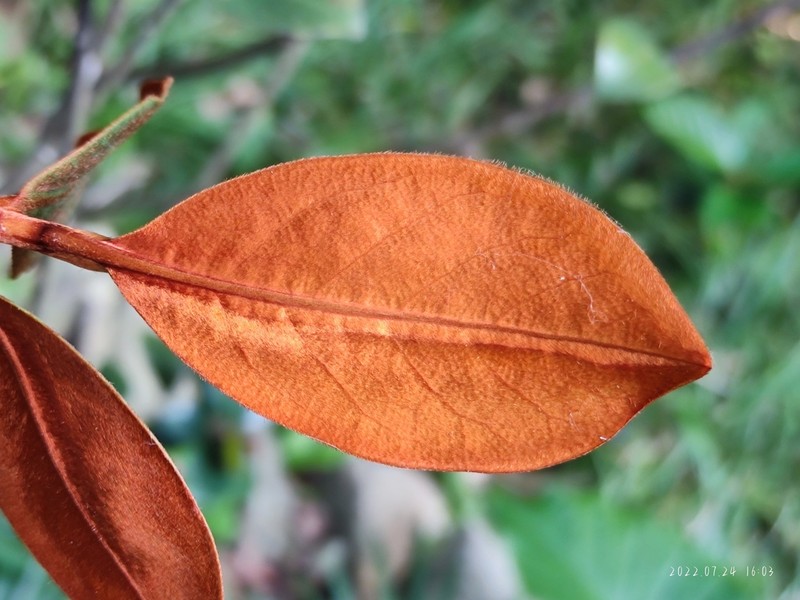 Magnolia guangdongensis