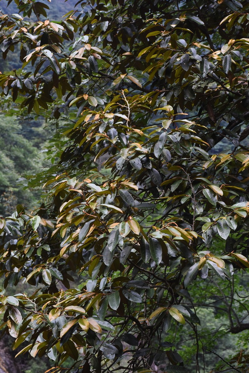 Magnolia guangdongensis photo 2