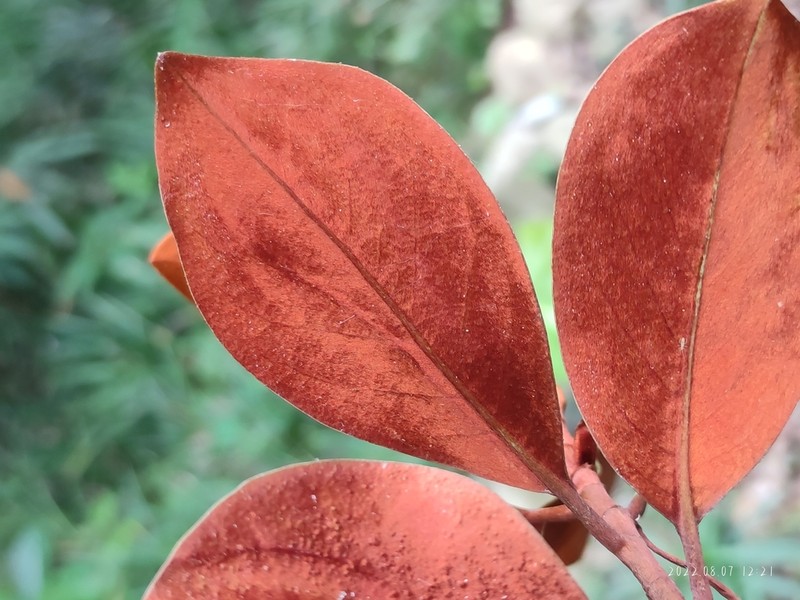 Magnolia guangdongensis photo 3