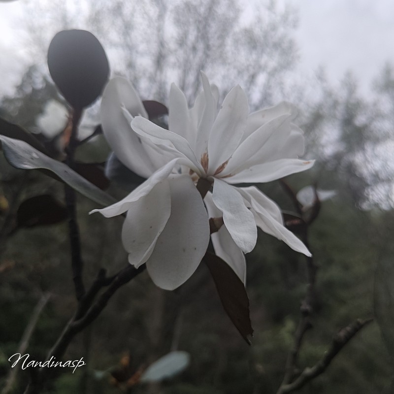 Magnolia guangdongensis photo 4