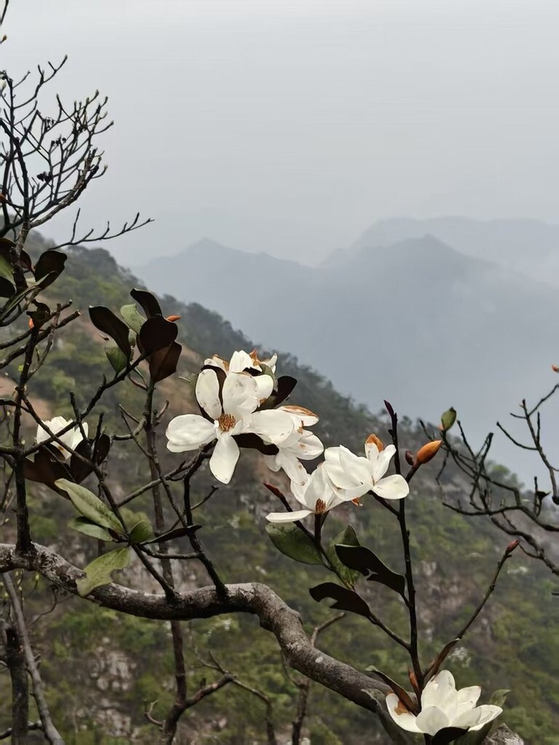 Magnolia guangdongensis photo 5