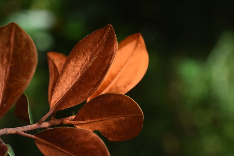 Magnolia guangdongensis photo 6